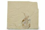 Cretaceous Fossil Shrimp - Lebanon #375783-1